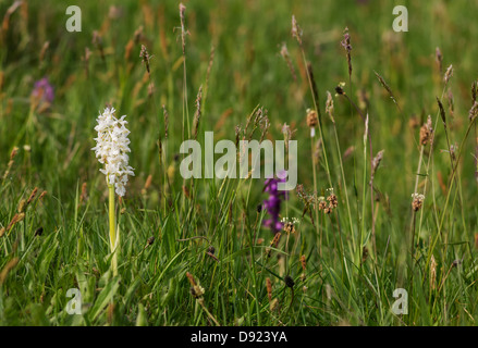 Eine seltene weiße Sorte der frühen lila Orchidee (Orchis Mascula). Sehen Sie hier unter seiner eher konventionell farbigen Begleiter. Stockfoto