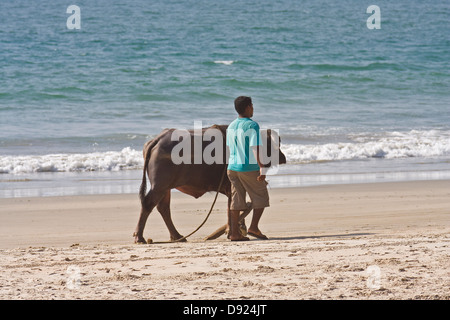 Asien, Indien, Goa, Benaulim, indischen geht mit einem Wasserbüffel-Spaziergang am Strand entlang Stockfoto