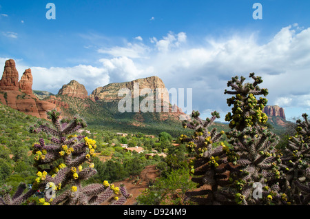 Blick auf Sedona roten Felsen, blühender Kaktus und lebendigen offenen blauen Himmel. Malerische Landschaft in Arizona, USA. Stockfoto