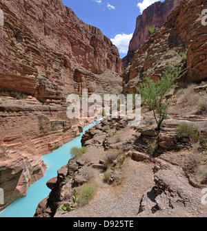 Das blau-grüne Wasser des Havasu Creek am Zusammenfluss mit dem Colorado River am Fluss Meile 157 in Grand-Canyon-Nationalpark. Die türkise Farbe verursacht durch Wasser mit einem hohen Gehalt an Mineralien. Stockfoto