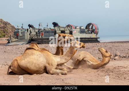 Kamele ausruhen in der Sonne als ein Landungsboot Luftpolster Schiff zugewiesen, die USS Kearsarge Transporte leicht gepanzerte Fahrzeuge und Humvees Arta Strand 27. Mai 2013 in Dschibuti, Afrika. Stockfoto