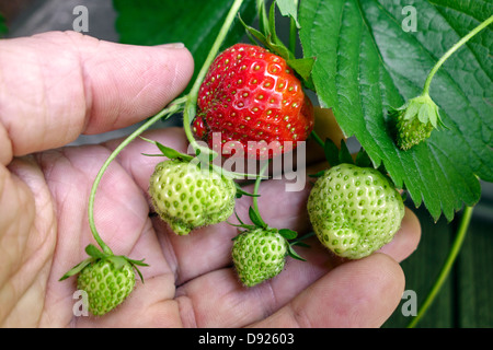 Reife und unreife Garten Erdbeeren (Fragaria × Ananassa) der Erdbeere Pflanze hielt in der Hand des Gärtners im Frühjahr Stockfoto