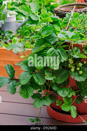 Unripre Garten Erdbeeren (Fragaria × Ananassa) wachsen im Haus in Erdbeere Turm auf Terrasse im Frühjahr Stockfoto