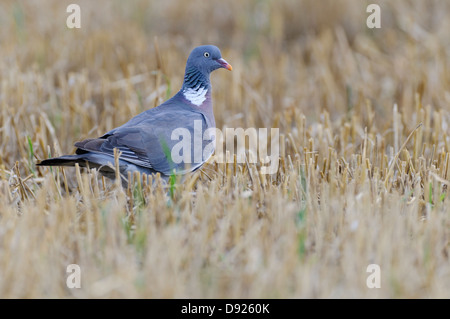 Columba Palumbus, gemeinsame Ringeltaube, Ringeltaube Stockfoto