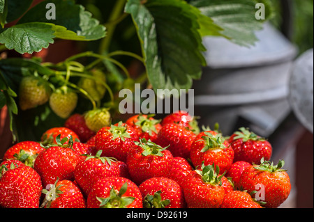 Gießkanne und Haufen geerntete Reife Garten Erdbeeren (Fragaria × Ananassa) und unreife Frucht im Sommer Stockfoto