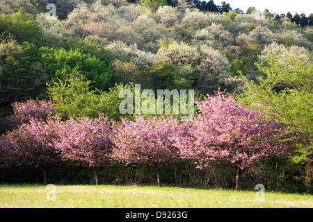 Kirschblüten und Hill im Frühjahr, Akita, Japan Stockfoto