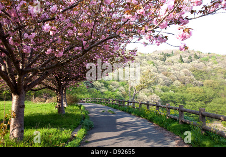 Pfad und Kirsche blüht, Akita, Japan Stockfoto