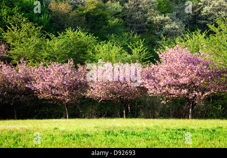 Kirschblüten und frische Frühlingsluft Blätter, Akita, Japan Stockfoto