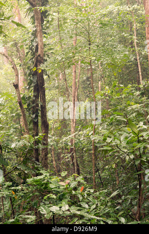 Barron Schlucht Landschaft in der Nähe von Cairns, Far North Queensland, Australien Stockfoto