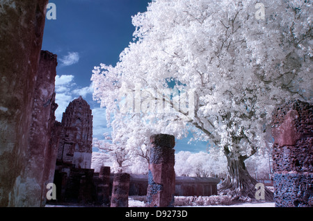Infrarot-Version ein Baum wächst auf dem Gelände des Wat Phra Phai Luang, Sukhothai, THAILAND Stockfoto