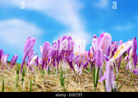 Gruppe von frühen Frühling Wildblumen (Crocus Sativus) über blauen Himmel Stockfoto