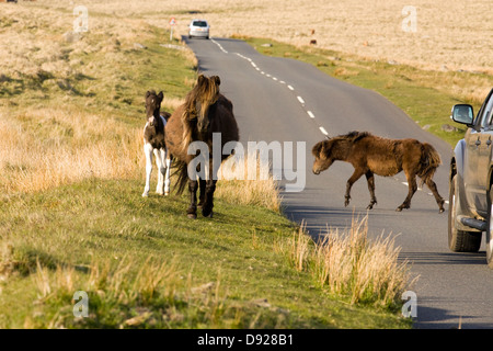 Dartmoor Pony auf dem Moor in Devon England Stockfoto