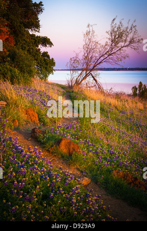 Kornblumen im Grapevine Lake in Nord-Texas Stockfoto