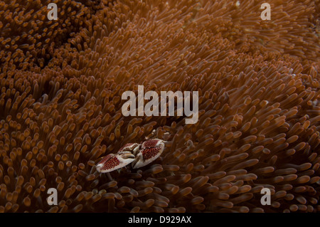 Porzellan-Krabben auf Anemone, Lembeh Straße, Indonesien Stockfoto