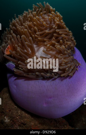 Amphiprion Perideraion, rosa Anemonenfische in der Lembeh-Straße von Indonesien Stockfoto