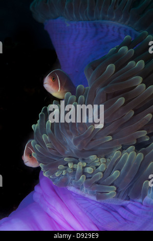 Amphiprion Perideraion, rosa Anemonenfische in der Lembeh-Straße von Indonesien Stockfoto