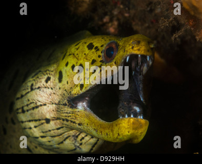 Spot-Face Moray: Gymnothorax Fimbriatus auf Jahir 1 Tauchplatz, Lembeh Straße, Nord-Sulawesi, Indonesien Stockfoto