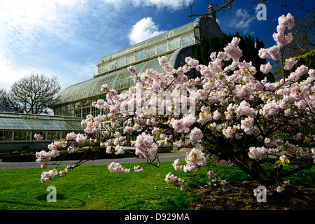 Prunus Serrulata Kokonoye-Sakura japanische blühende Kirsche Baum Blüte blüht Blüte Blüten blühen botanischen Garten dublin Stockfoto