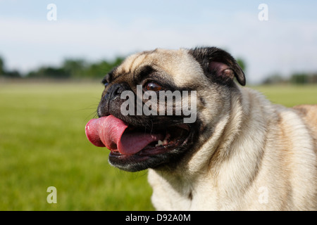 Porträt eines geliebten Haustier-Mops-Hundes. Stockfoto