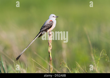 Eine Schere – Tailed Flycatcher (Tyrannus Forficatus) thront auf einem Yucca, White Rock Lake, Dallas, Texas Stockfoto