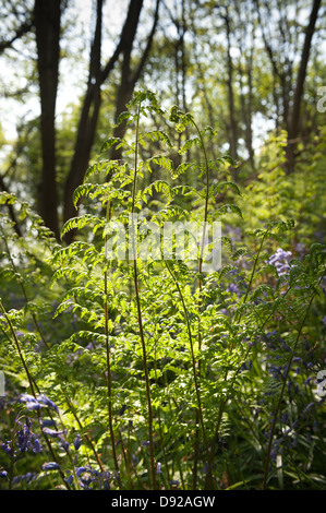 Nahaufnahme von einem zarten Schild Farn Wedel Struktur Hintergrundbeleuchtung gegen Bluebell Wald letzte Teil des Nachmittags im Frühling Stockfoto