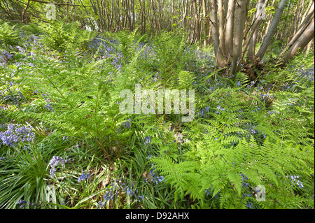 viele neue üppige Farn Wedel uncurling aufkommende Frühling im Wald Reife Laubwald Stock mit Glockenblumen Schecken Sonnenschein Stockfoto