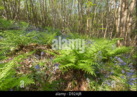 viele neue üppige Farn Wedel uncurling aufkommende Frühling im Wald Reife Laubwald Stock mit Glockenblumen Schecken Sonnenschein Stockfoto