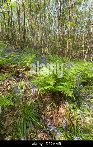 viele neue üppige Farn Wedel uncurling aufkommende Frühling im Wald Reife Laubwald Stock mit Glockenblumen Schecken Sonnenschein Stockfoto