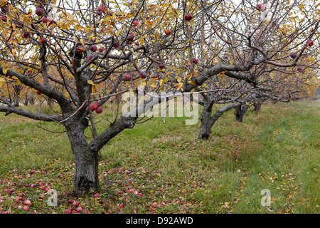 Apple Orchard Herbst Stockfoto