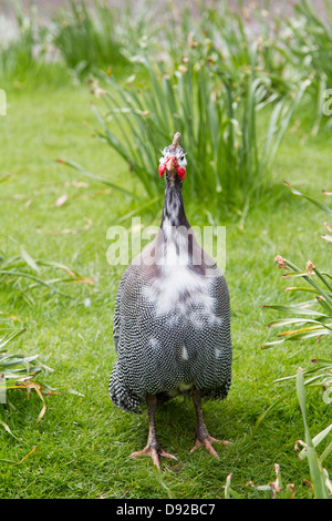 Behelmte Perlhuhn (Numida Meleagris) Stockfoto
