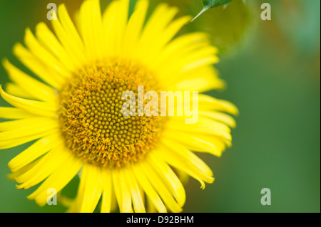 Leuchtend gelbe offene Sonnenblume mit grünem Hintergrund Stockfoto