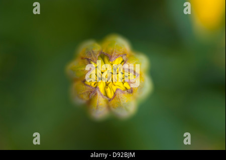 Gartenknospe einer Ringelblume Stockfoto