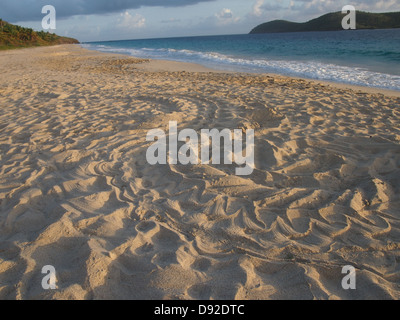 Gewundenen Weg der Meeresschildkröte tracks Stockfoto