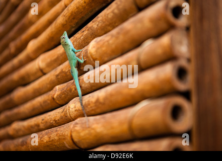 Grüne Anole Eidechse, Schildkrötenfarm, Grand Cayman Stockfoto