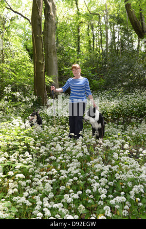 Woodland Frau Bärlauch in Blume Wäldern spazieren geht Shropshire England Uk Stockfoto