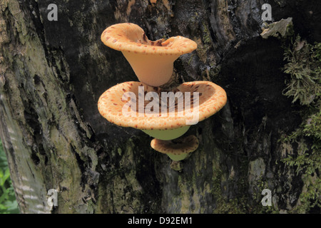 Die Dryade Sattel Pilze (Polyporus an) Fruchtkörper auf abgestorbenem Holz, UK Stockfoto