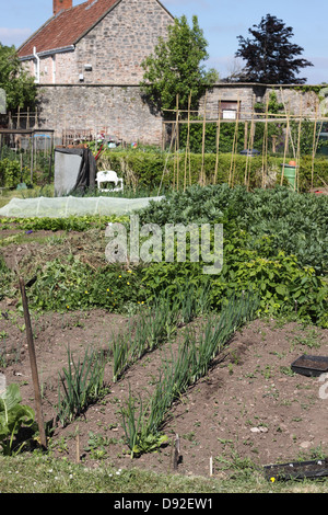 Pflanzlichen Schrebergarten seitens des Rates Gebietskörperschaft in England UK Stockfoto