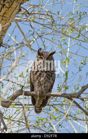 Eine weibliche Rocky Mountains große gehörnte Eule, Bubo Virginianus Pinorum, hält Wache über ihre Nestlingszeit in einem großen Pappel Baum. Stockfoto