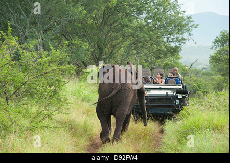 Afrikanischer Elefant Kalb geht in Richtung Tourist Mietwagen in Thanda Wildreservat, Südafrika. Stockfoto