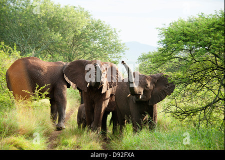 Afrikanische Elefanten schauen neugierig in südafrikanischen Wildreservat. Stockfoto