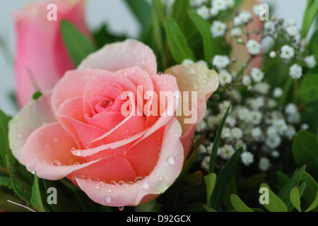 Rosa Rose mit Wassertropfen, Nahaufnahme Stockfoto