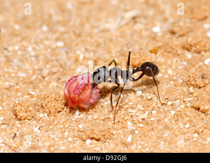 Ameisen tragen Samen Stockfoto