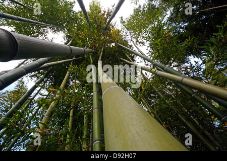 Bambusstämme Stockfoto