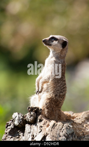 Erdmännchen sitzt auf Baumstumpf Stockfoto