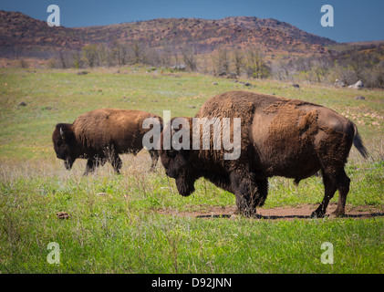 Roaming-Bison in Wichita Mountains Wildlife Refuge, Oklahoma Stockfoto