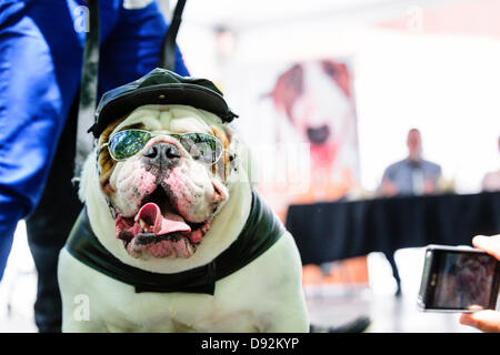 Toronto, Kanada, 9. Juni 2013.  Bulldog tragen Leder Biker Kostüm gewinnt 10. jährlichen Woofstock Hund Festival Best Costume Contest. Bildnachweis: Elena Elisseeva/Alamy Live-Nachrichten Stockfoto