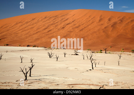 Tote Bäume (gedacht, um 900 Jahre alt sein) und Sanddünen am Deadvlei, Namib-Naukluft-Nationalpark, Namibia, Afrika Stockfoto