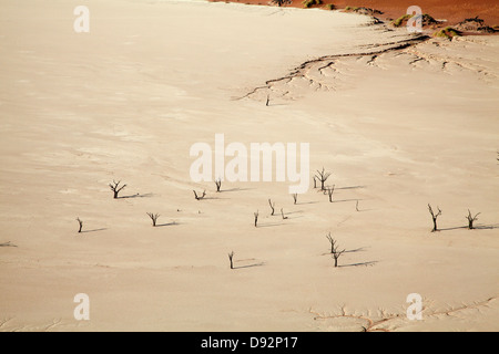 Tote Bäume (gedacht, um 900 Jahre alt werden) auf Deadvlei, in der Nähe von Sossusvlei, Namib-Naukluft-Nationalpark, Namibia, Afrika Stockfoto