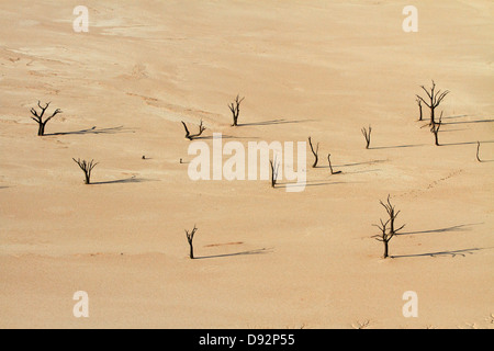 Tote Bäume (gedacht, um 900 Jahre alt werden) auf Deadvlei, in der Nähe von Sossusvlei, Namib-Naukluft-Nationalpark, Namibia, Afrika Stockfoto