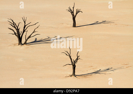 Tote Bäume (gedacht, um 900 Jahre alt werden) auf Deadvlei, in der Nähe von Sossusvlei, Namib-Naukluft-Nationalpark, Namibia, Afrika Stockfoto